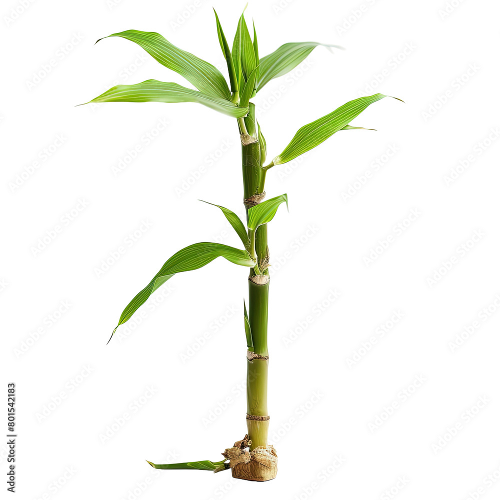 Obraz premium Young Bamboo Shoot with Fresh Leaves isolated on white or transparent background