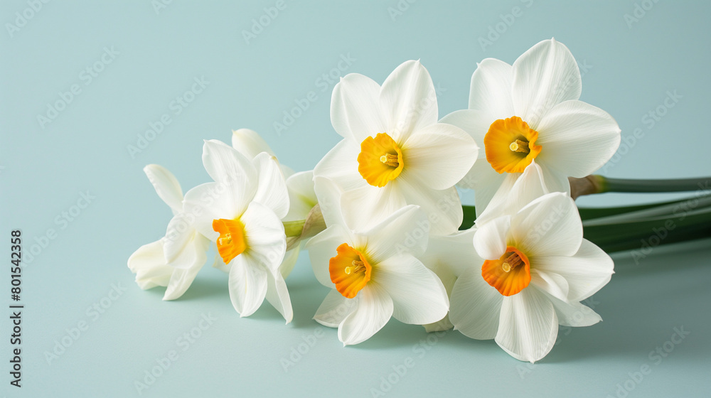 Obraz premium Springtime Bouquet of White Daffodils with Yellow Centers