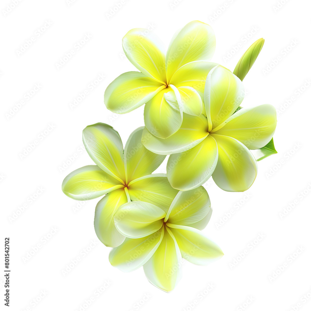 Vibrant Green Frangipani isolated on white or transparent background Vibrant Green Frangipani isolated on white or transparent background