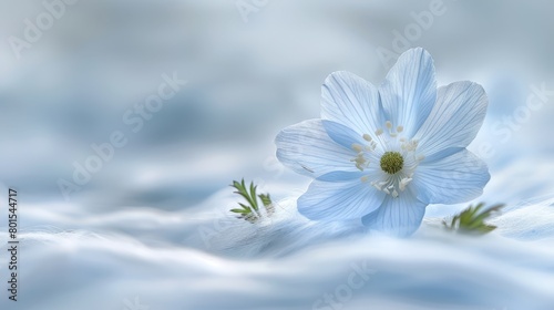   A blue flower  focused closely  against a backdrop of blue and white Background includes a softly blurred sky