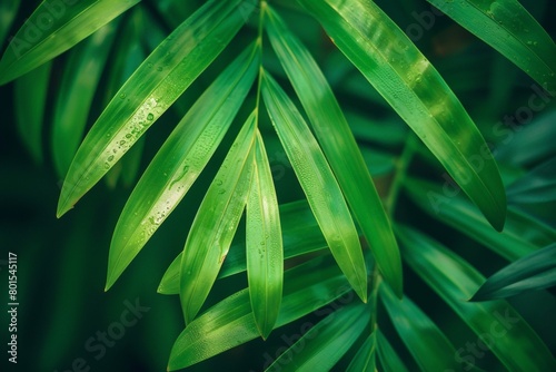 Green palm leaf macro  textured tropical leaves background.