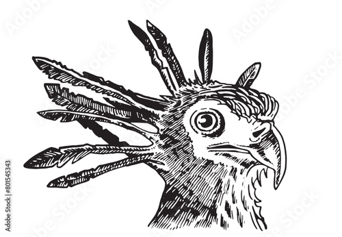 Graphical portrait of secretary bird isolated on white background, vector illustration