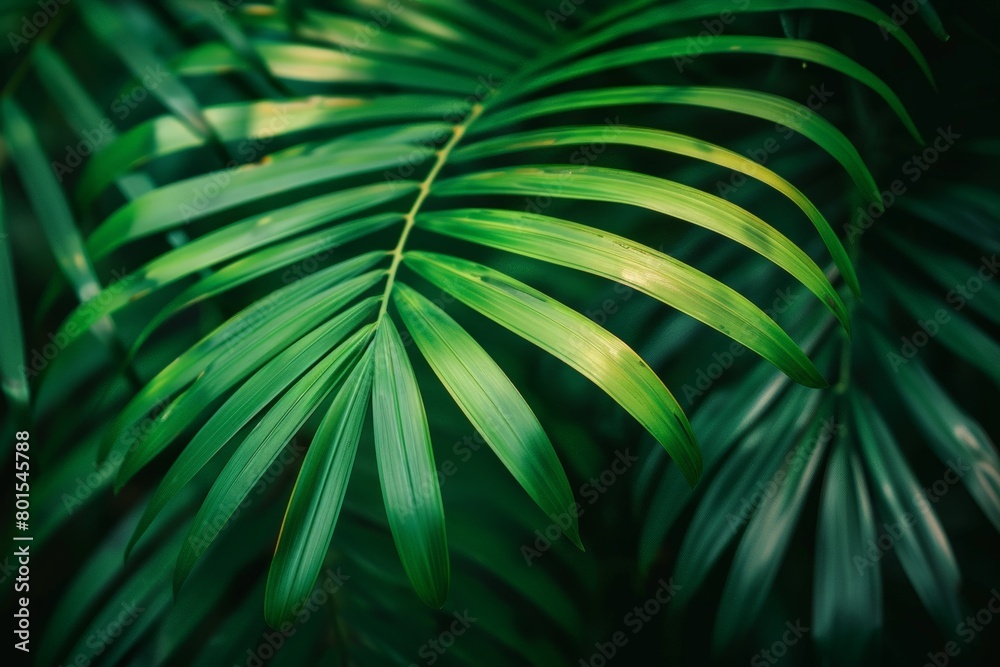 Obraz premium Green palm leaf macro, textured tropical leaves background.