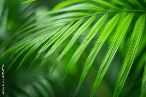 Green palm leaf macro  textured tropical leaves background.