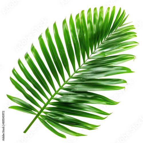 Vivid Green Coconut Palm Leaf isolated on white or transparent background