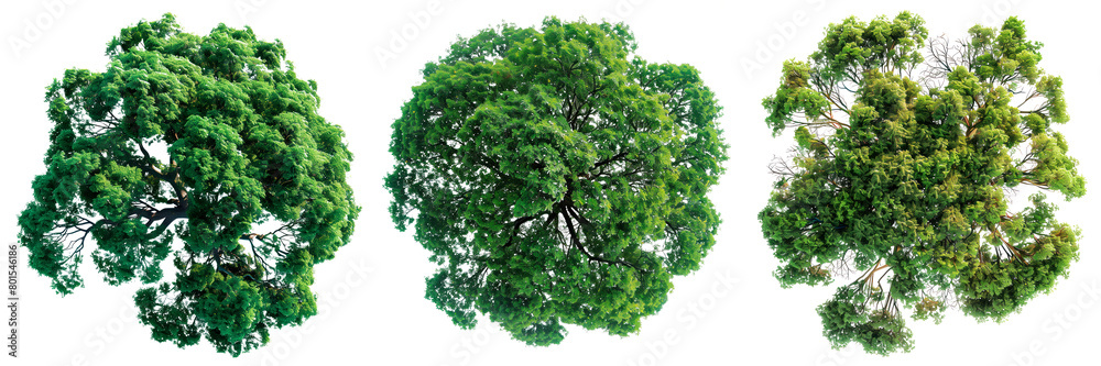 A Trees A set of trees with green leaves isolated on a white or transparent ...