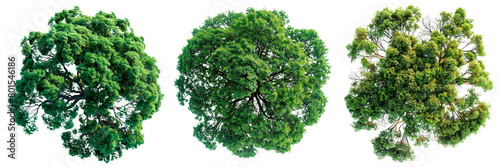 A set of trees with green leaves isolated on a white or transparent background. Close-up of trees from a bird's eye view, seen from above. Graphic design element on the theme of nature and trees.