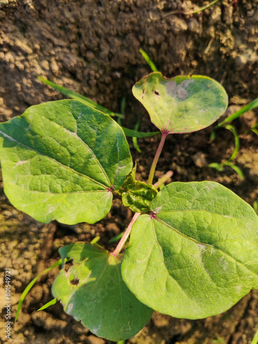 Little green pland in the farm. photo