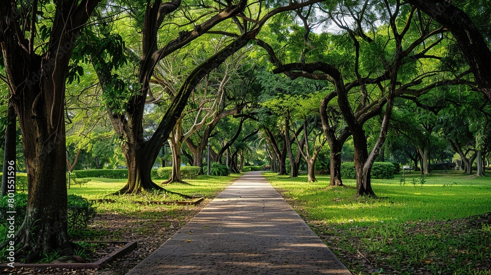  There are a number of large trees with green leaves on either side of a stone path. The trees are tall and imposing, creating a shaded canopy over the path. 