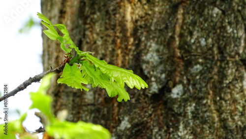 Fototapeta Naklejka Na Ścianę i Meble -  dąb
