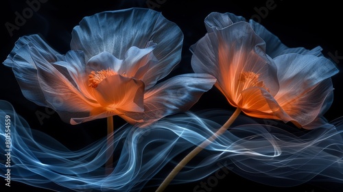   Close-up of two flowers against black backdrop Blue-white smoke trail in the foreground photo