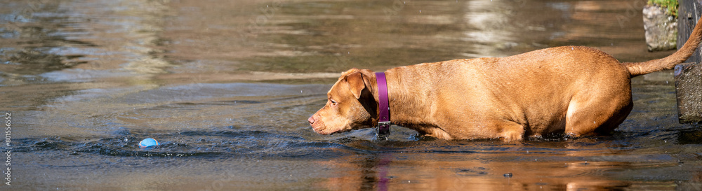 Chestnut brown dog in a purple collar standing in the river with intense focus on a ball in the water in the dog park
Chestnut brown dog in a purple collar standing in the river with intense focus on a ball in the water in the dog park