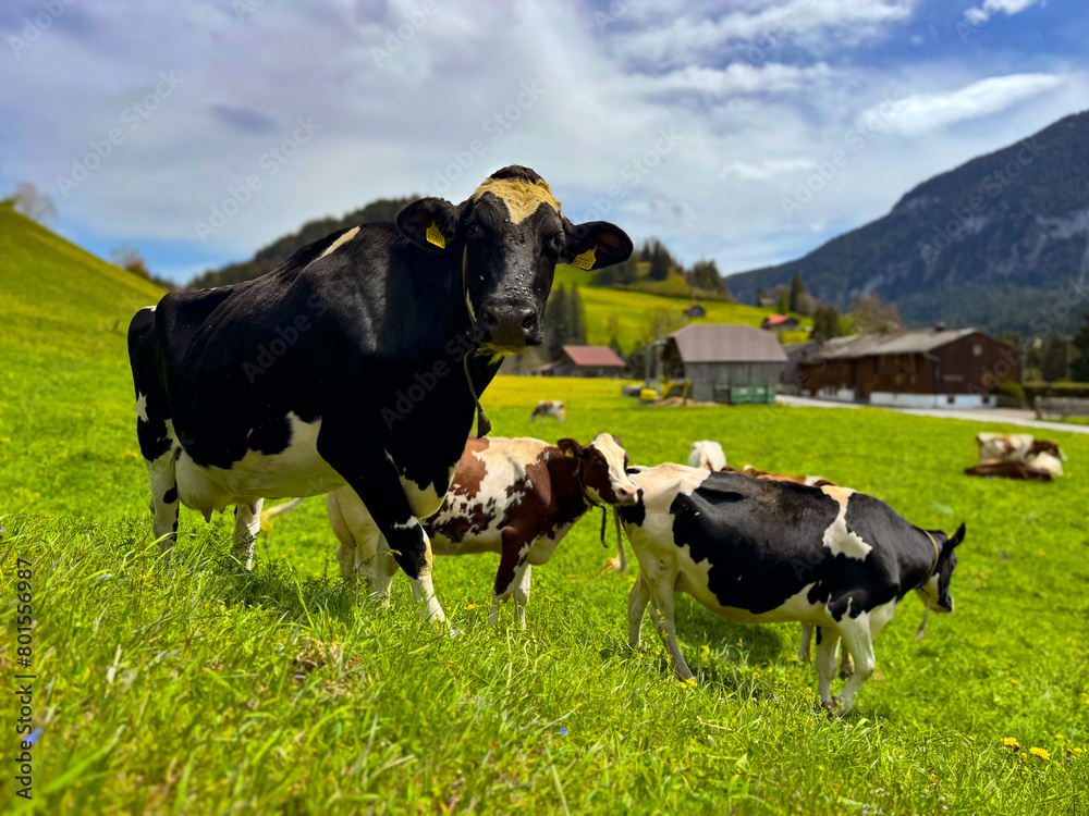 Fototapeta premium Cows grazing, Rougemont, VD