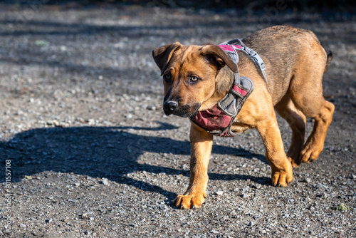 Closeup of a cute light brown puppy in a pink and gray harness in the dog park
