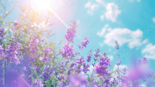 This is an image of purple flowers with a blurred background of bright blue sky and white clouds.   © Awais