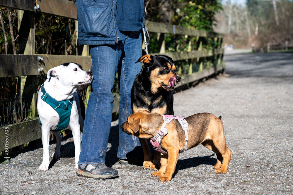 Three dogs surrounding a woman with treats, black and tan dog licking its face, light brown puppy and older black and white dog looking for a treat
