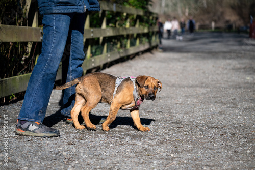 Cute light brown puppy in a pink and gray harness at the feet of a woman on a sunny spring day at the dog park
