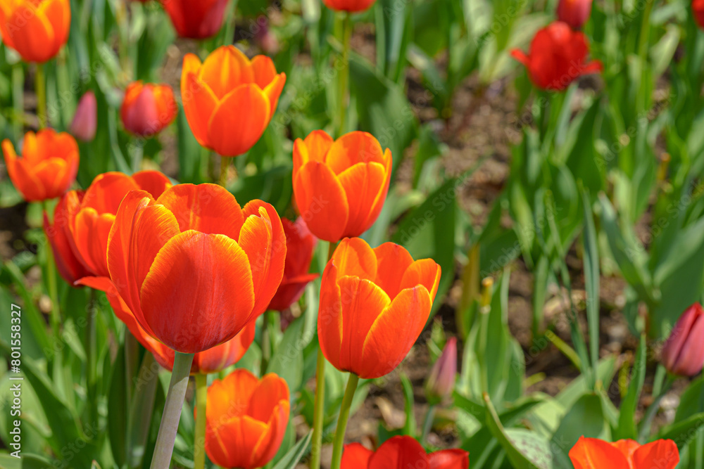 Red blooming tulips in spring. Abstract natural background.