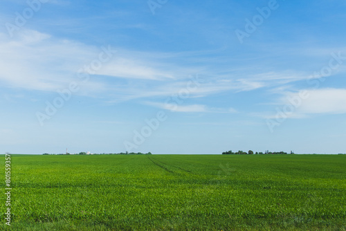 A green field with a blue sky and clouds on the background