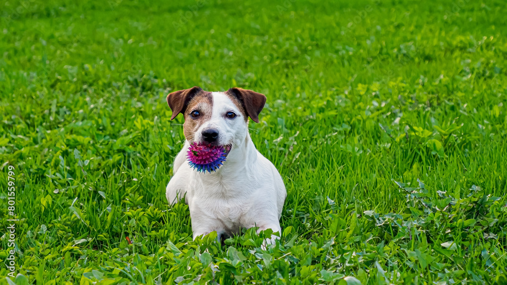 Dog. Jack Russell terrier. Pet. A happy purebred dog with a toy.