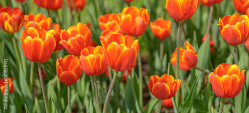 Red blooming tulips in spring. Abstract natural background.