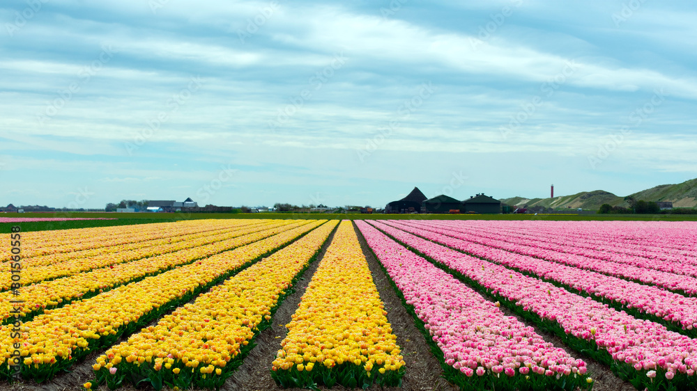 blühende gelbe und rosa Tulpenfelder in Nordholland, Julianadorp