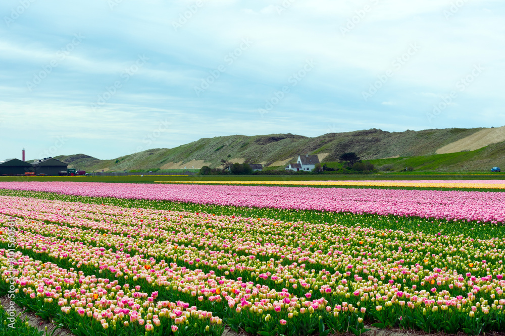 Rosa und weiße Tulpenfelder in Nordholland, Julianadorp