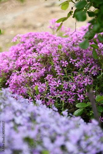 flowers in the garden