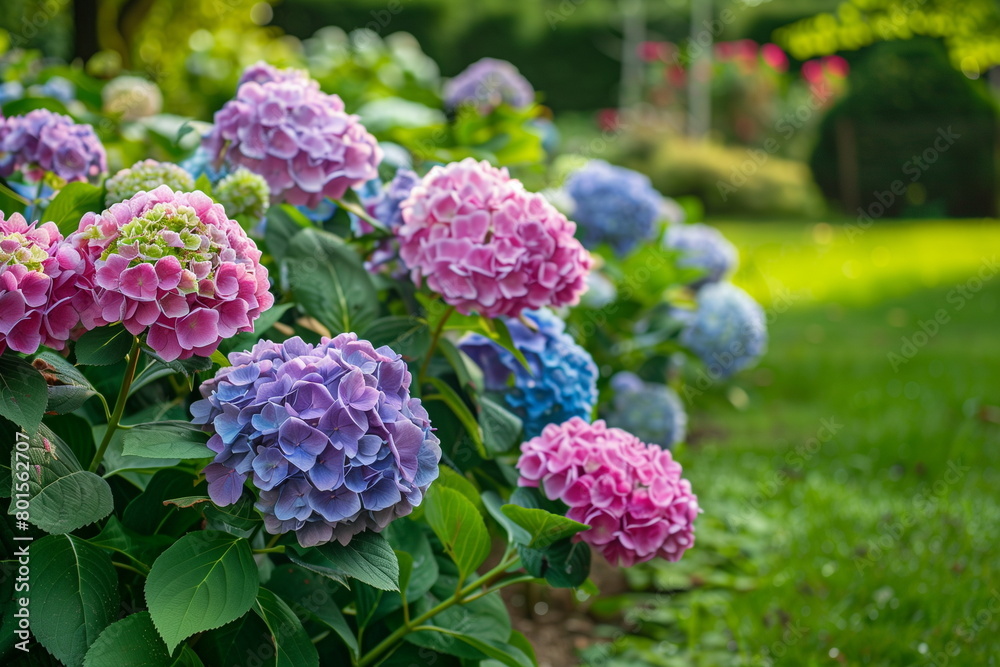 Beautiful landscape with blue and pink hydrangeas in a garden