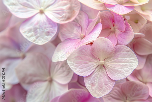 Close-up of delicate pink hydrangeas with soft petals