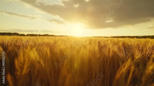 A sun-kissed field of golden wheat stretching to the horizon
