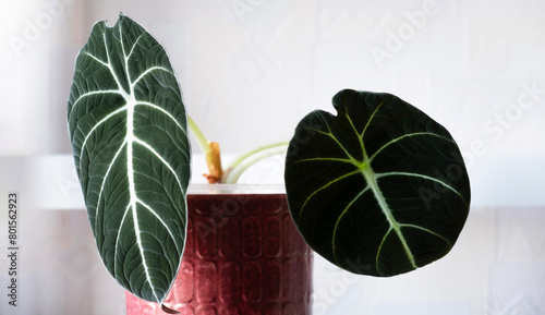 Alocasia black velvet in red ceramic pot on shelf in daylight. Indoor plants in interior. Hobby and plant care. Copy space. Selectiv focus..