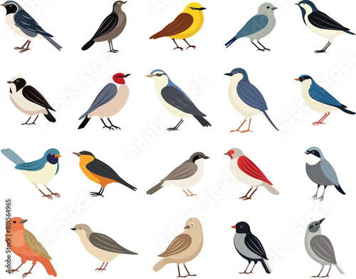 set of birds vector illustration