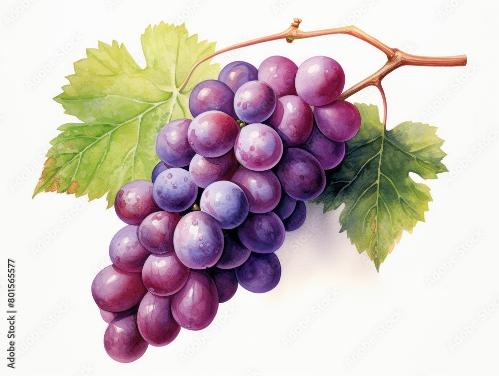 Grape watercolor style isolated on white background Grape watercolor style isolated on white background