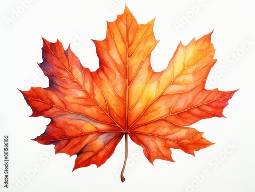 Maple watercolor style isolated on white background photo