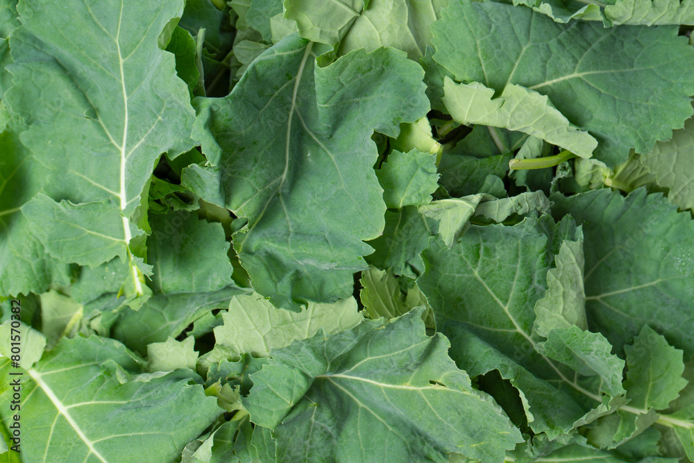 Mix of fresh salad as a background. Top view. Mix of fresh salad as a background. Top view.