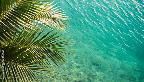 top view of palm leaves on clear water