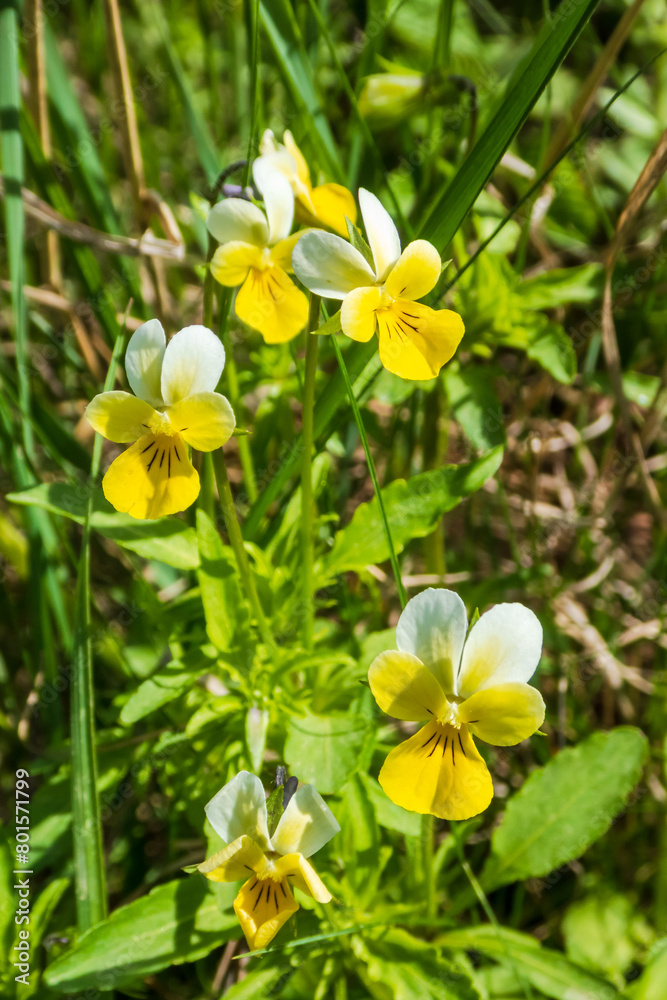 Viola tricolor in natural environment. Viola arvensis variety of violet Viola tricolor in natural environment. Viola arvensis variety of violet