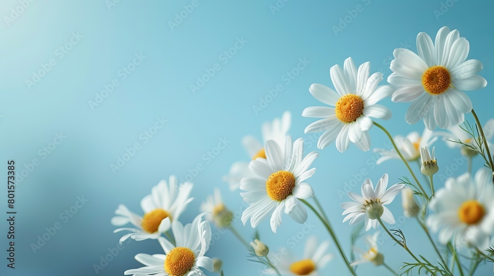 A close-up image of a chamomile daisy flower against the backdrop of a blue sky, capturing the tranquil atmosphere of a sunny summer day. This photo serves as a peaceful holiday poster