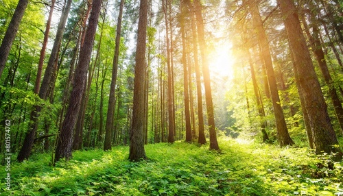 beautiful forest panorama with bright sun shining through the trees