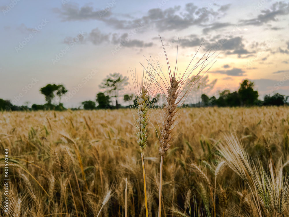 Wheat field at evening with a cloudy sky background. Wheat field at evening with a cloudy sky background.