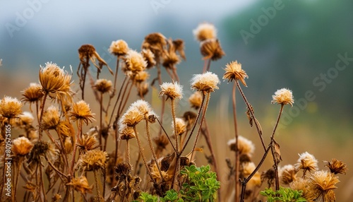 foggy nature scene with soft decaying flowers