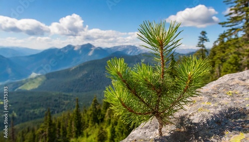 relict pine grows from a rock in the mountains photo