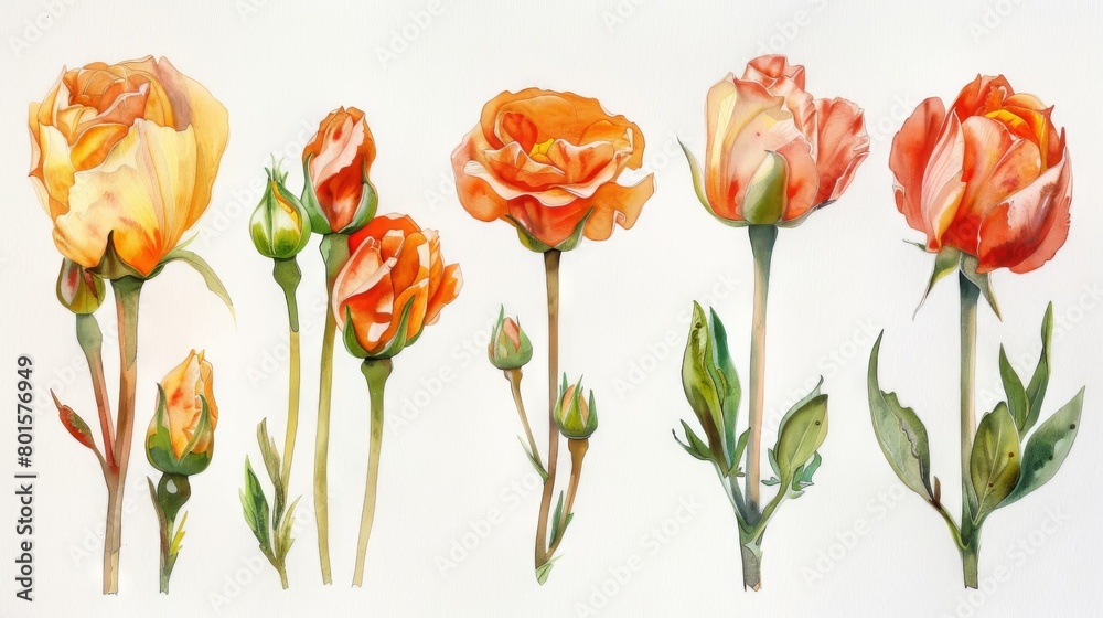 A row of orange roses of different sizes on a white background in watercolor.