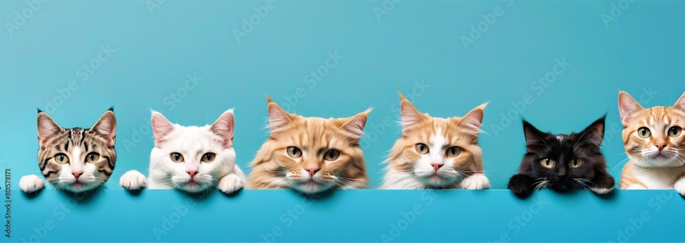 Obraz premium Dogs and Cats, peeking over the clear solid top line, petshop banner, happy, smile, funny.