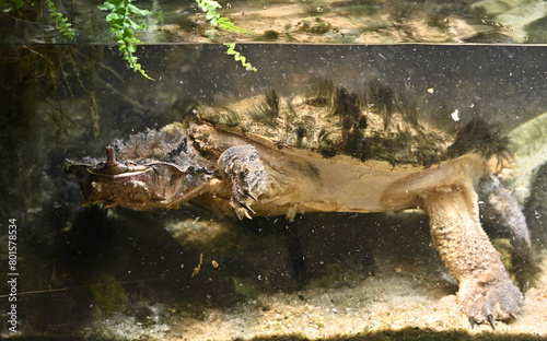 mata mata freshwater turtle