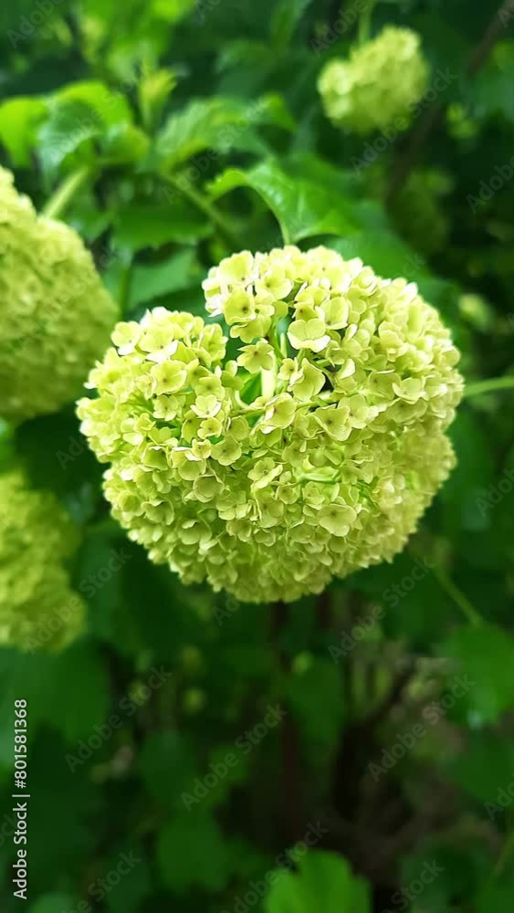 Branch with small green flowers swaying in the wind in spring park. Nature and environment. Vertical video background. Blooming branch. Branch with small green flowers swaying in the wind in spring park. Nature and environment. Vertical video background. Blooming branch.