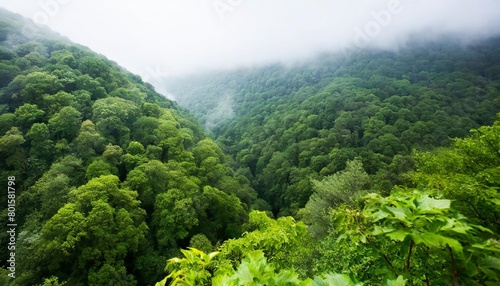 dense green forest canopy in mist