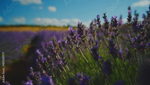 a field of lavender flowers with a blurry sky in the background