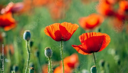colorful poppy wildflowers in spring generative ai